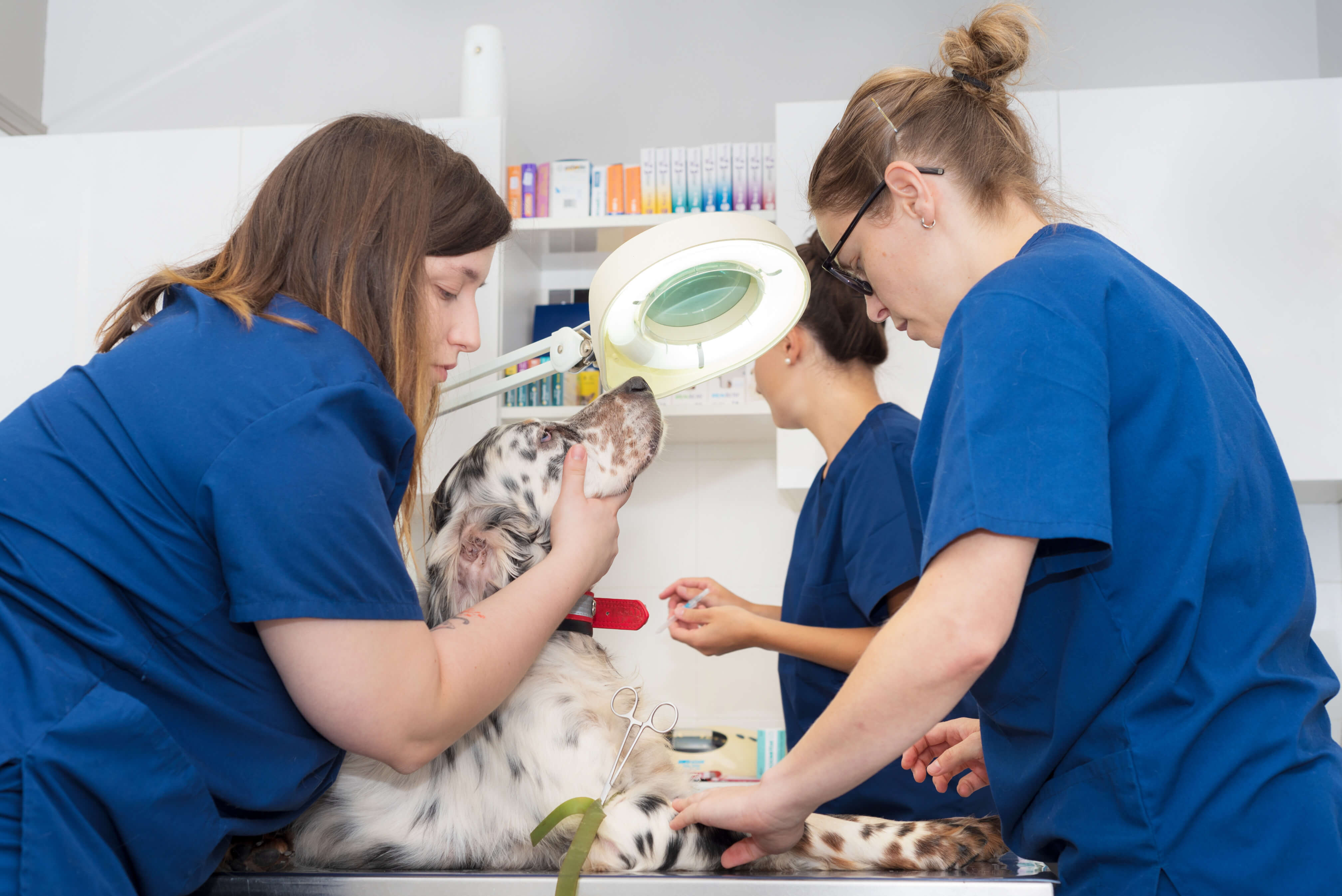 Veterinary Technicians Examining Patient